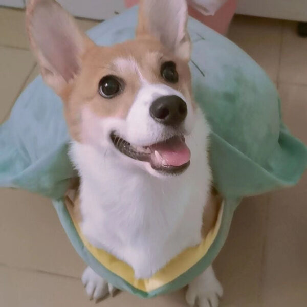 Turtle Shell Pet Vest Funny Clothes - Image 3