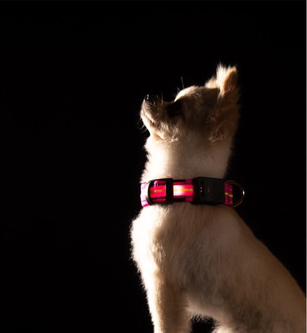 Fiber Optic Waterproof Magnetic Charging Pet Collar - Image 8
